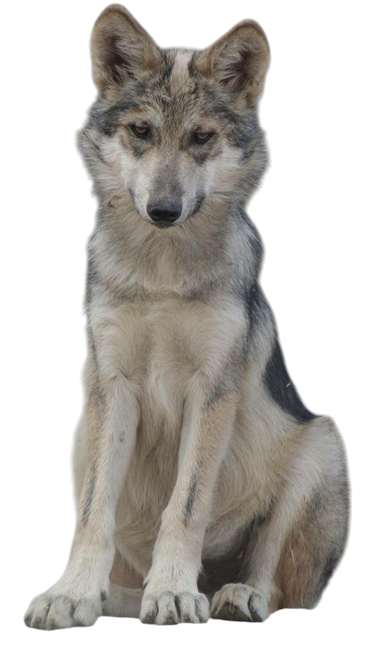 Guardian dog